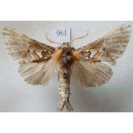 Spatalia argentina (Denis & Schiffermüller, 1775) male Naramiennica srebrnica Czech96l